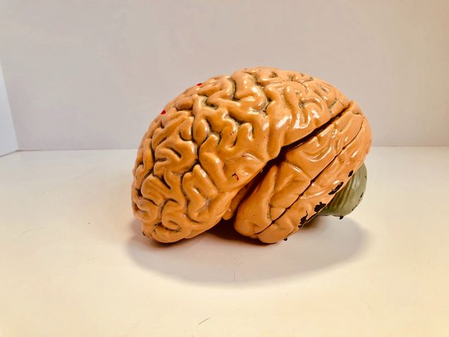 Image of a brain