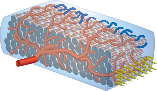 cardiac patch