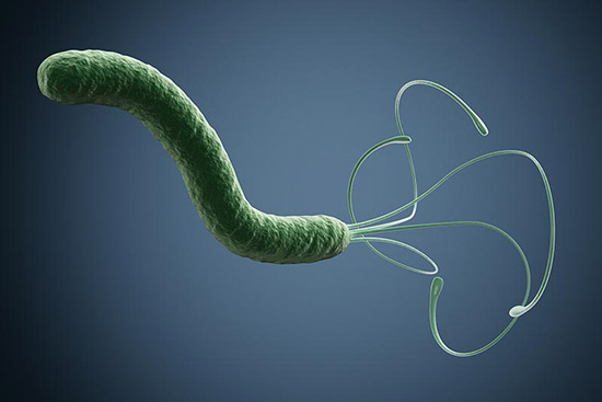 Spiral-shaped H. pylori is the only bacterium known to colonize the human stomach. An estimated 50 percent of humans harbor H. pylori in their gut, but only some develop ulcers or stomach cancer. Photo by lucadp/iStock