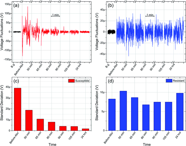 Antibiotic susceptibility testing of two different strains of E. coli - one that is susceptible to the antibiotic and one that is resistant. The left shows how the fluctuations in voltage (which signal movement) of the susceptible strain decrease after exposure to the antibiotic. The resistant bacteria maintain their fluctuations and movement after exposure because they survived the antibiotic treatment. Figure provided by Vural Kara