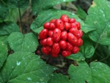 ginseng