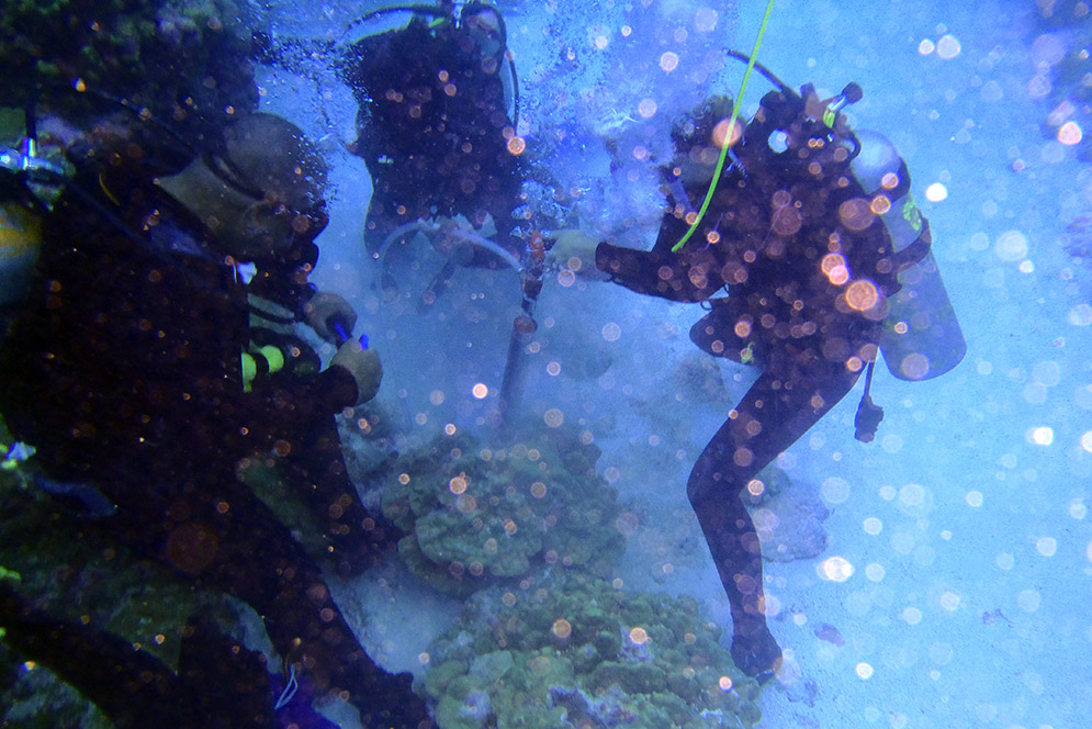 Diane_Thompson_coral_colony