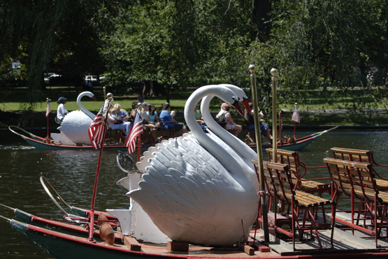 06-2393_038_swan.jpg