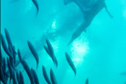 wildocean_t.jpg