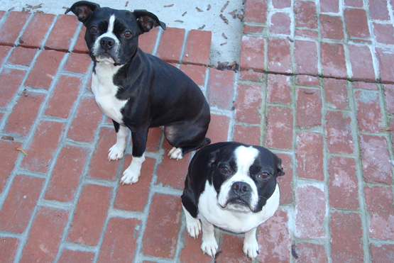 both pups.JPG