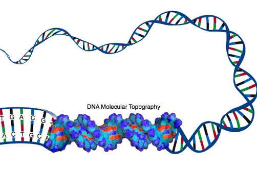 DNA_t.jpg