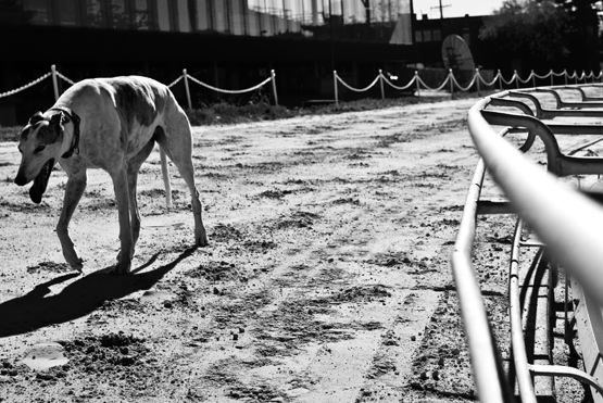 greyhound_t.jpg