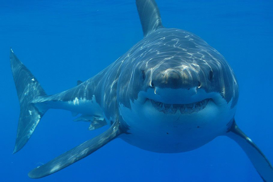 Shark Encounters Are on the Rise. Why?