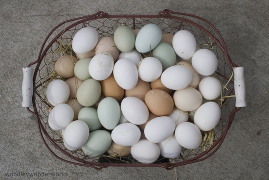 eggs_woodleywonderworks_h.jpg