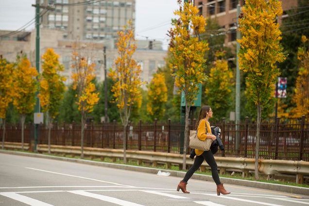 Fall Foliage on BU's Charles River campus