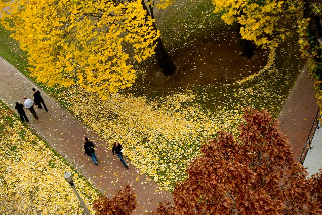 Boston University, Alpert Mall, Autumn Fall foliage