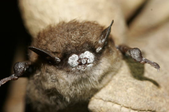White Nose Syndrome, Brown Bat, WNS