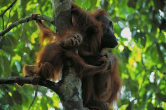 Cheryl Knott studies orangutans, Gunung Palung National Park, Borneo, Indonesia, Boston University research