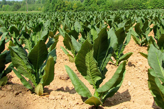 t_tobaccoplant t_tobaccoplant