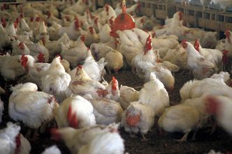 cage free eggs in Boston University dining halls, BU Dining Services