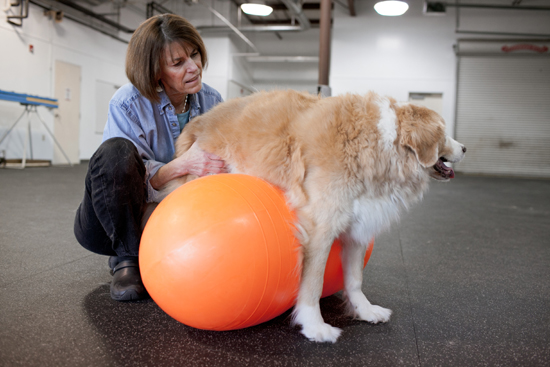 Judy Coates, dog canine physical therapy rehabilitation