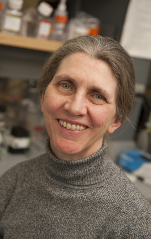 Ulla Hansen Ulla Hansen, Boston University College of Arts and Sciences, liver cancer research, LSF Late SV40 Factor