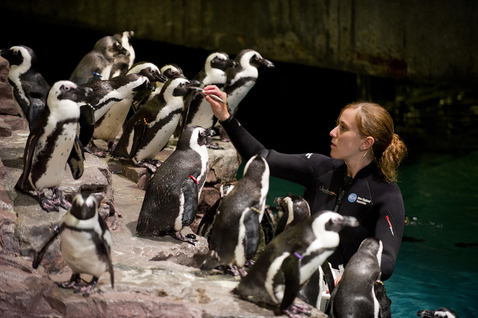 Nicole Gosselin, New England Aquarium penguins, college student summer internships