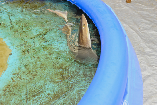 Boston University BU, researcher Jelle Atema, Woods Hole Laboratory, dogfish shark research, odor plume