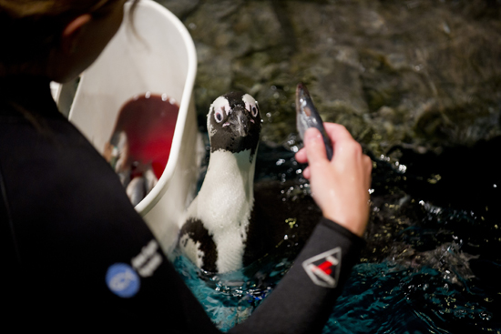 Feeding penguins at New England Aquarium, Nicole Gosselin, Boston University college student internships