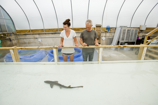 Jelle Atema and Ashley Jennings Boston University BU, researcher Jelle Atema, Woods Hole Laboratory, dogfish shark research, odor plume