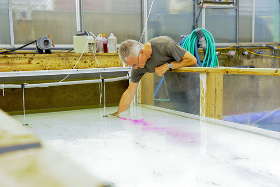 Jelle Atema, odor plume experiment Jelle Atema, Woods Hole Oceanographic Institution, shark sense of smell biology research,