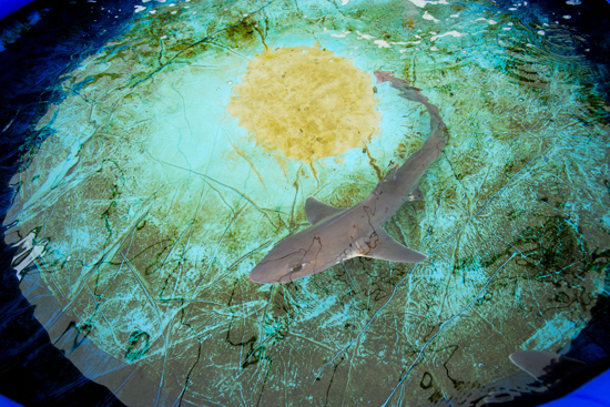 Jelle Atema, shark sense of smell biology research, Woods Hole Oceanographic Institution, Woods Hole Oceanographic Institution, Boston University College of Arts and Sciences CAS