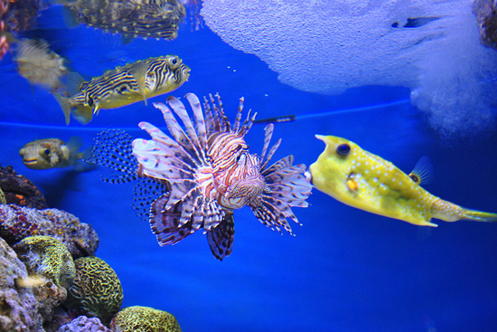New England Aquarium, tropical fish Tropical fish at the New England Aquarium, Boston