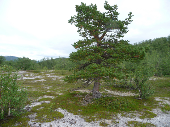 Advancing treeline into tundra, Finnmark Advancing treeline into tundra, Finnmark, Norway, Ranga Myneni, pheonology phenological effects of climate change, global warming climate change research, Boston University Department of Earth and Environment