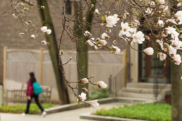 Boston University BU, Bay State Road, magnolia blossoms bloom, spring campus