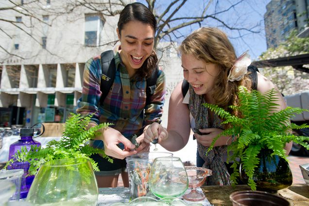 Boston University BU, Sustainability craft fair, Art History Association, Birthday Wishes nonprofit