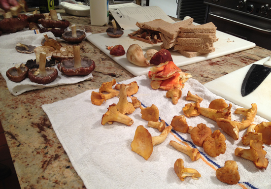 Wild mushrooms, Wild and Foraged Foods class, Boston University Gastronomy Program, Metropolitan College MET, Netta Davis