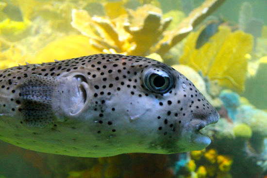 New England Aquarium, Giant Ocean Tank