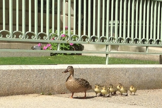 Government & Community Affairs team helps rescue birds ducks