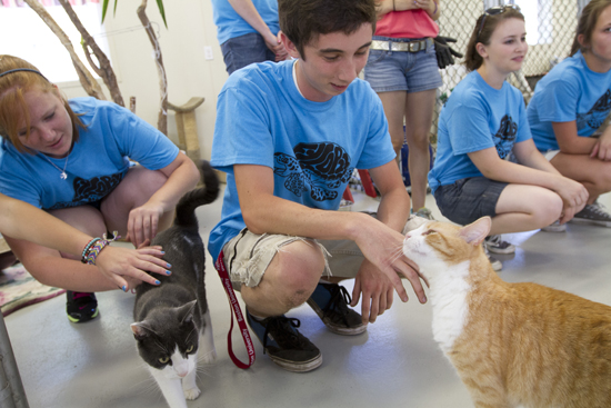 BU FYSOP 23, 2012, Ellen Gifford Cat Shelter Boston University First-Year Student Outreach Project, BU FYSOP 23, FYSOP 2012, Ellen Gifford Cat Shelter, Boston University Community Service Center, BU CSC