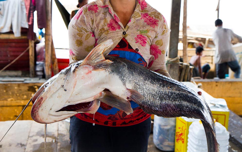 Boston University BU, College of Arts and Sciences CAS, professor biology Les Kaufman, Cambodia, Mekong River, fishing, Multi-scale Integrated Models of Ecosystem Services MIMES, conservation research, MacArthur Foundation grant