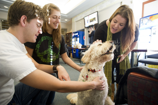 dog therapy, stress reduction, Boston University