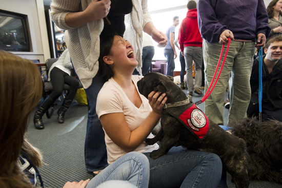 Boston University BU, stress reduction management, finals, therapy dog volunteer from Dog B.O.N.E.S