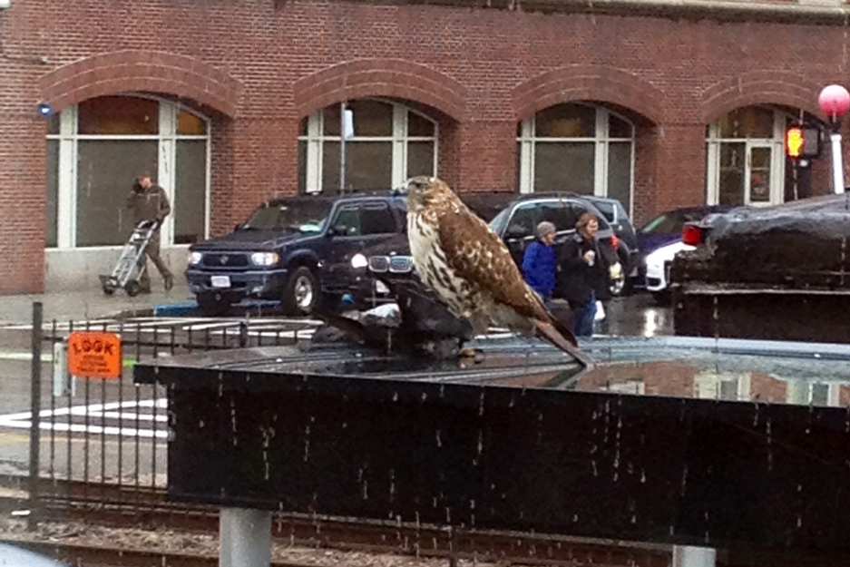 Boston University BU, wildlife, hawk