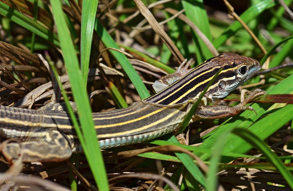 Boston University BU, herpetology, College of Arts and Sciences CAS, biology, Christopher Schneider, Karen Warkentin, Florida, Corkscrew Swamp, Archbold Biological Station, Bird Rookery Swamp, Betsie Rothermel