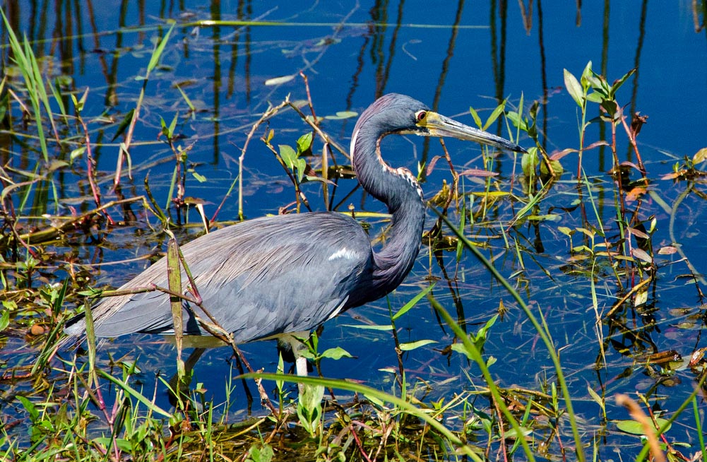 Boston University BU, herpetology, College of Arts and Sciences CAS, biology, Christopher Schneider, Karen Warkentin, Florida, Corkscrew Swamp, Archbold Biological Station, Bird Rookery Swamp, Betsie Rothermel