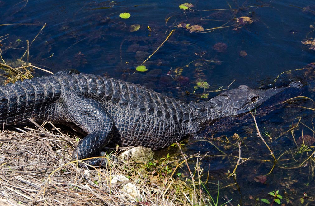 Boston University BU, herpetology, College of Arts and Sciences CAS, biology, Christopher Schneider, Karen Warkentin, Florida, Corkscrew Swamp, Archbold Biological Station, Bird Rookery Swamp, Betsie Rothermel