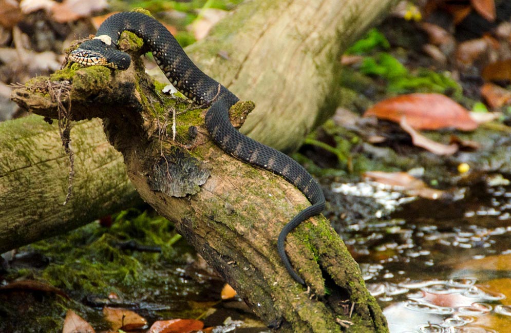 Boston University BU, herpetology, College of Arts and Sciences CAS, biology, Christopher Schneider, Karen Warkentin, Florida, Corkscrew Swamp, Archbold Biological Station, Bird Rookery Swamp, Betsie Rothermel