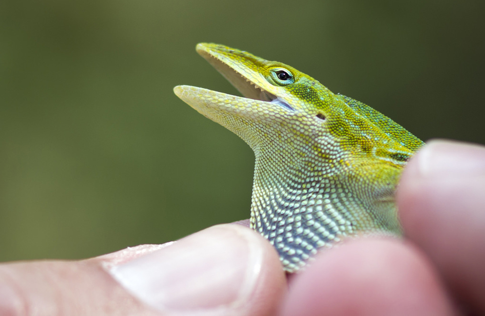 Boston University BU, herpetology, College of Arts and Sciences CAS, biology, Christopher Schneider, Karen Warkentin, Florida, Corkscrew Swamp, Archbold Biological Station, Bird Rookery Swamp, Betsie Rothermel