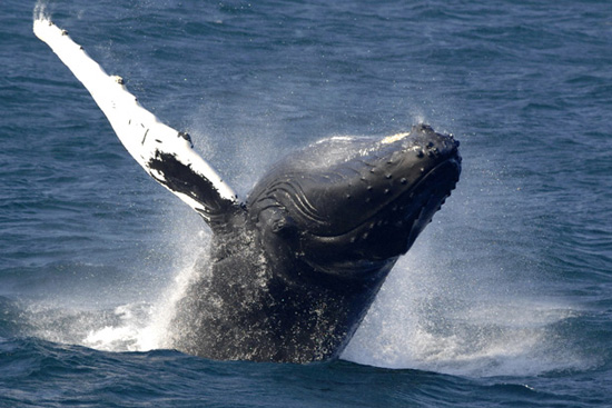 humpback whales, Boston Museum of Science, Animals Without Passports