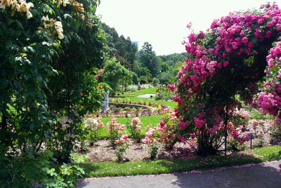 things to do near Boston University BU, Back Bay Fens’ Kelleher Rose Garden, volunteer, recreation, Boston, parks