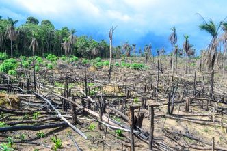 deforestation in africa, ebola virus disease, ebola hemorrhagic fever, ebola epidemic response, ebola virus transmission