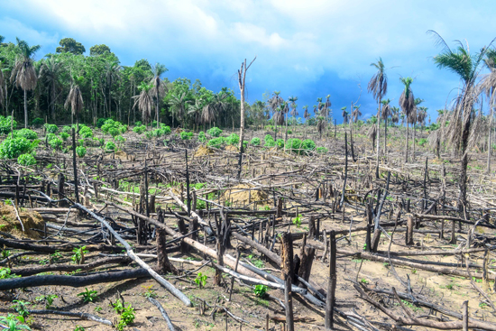 Deforestation in Sierra Leone, Africa