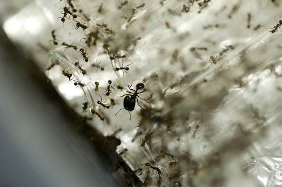Pheidole rhea