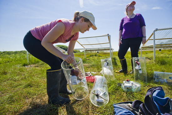 Emery checks the stations she built to study climate change in a Provincetown marsh (left). A chamber the team uses to collect marsh gas samples (right).